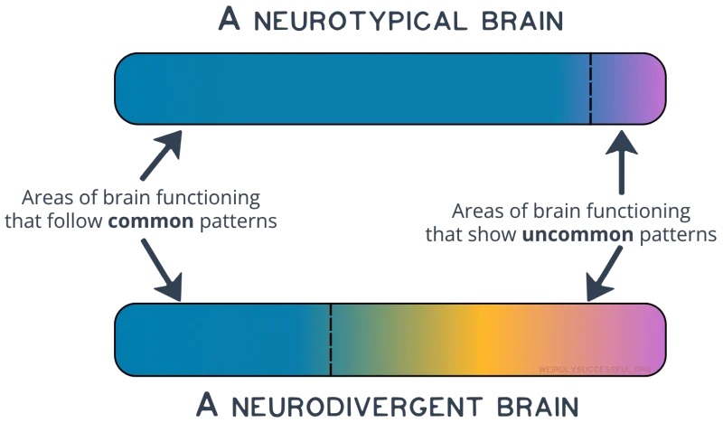 Graphic of two brains showing areas of brain functioning that follow common patterns, and areas of brain functioning that show uncommon patterns. In neurotypical brains, most functioning will follow common patterns, while in neurodivergent brains, a significantly larger proportion will be showing uncommon patterns.